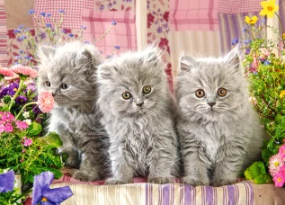 Castorland пазл  Три серых котёнка 260 деталей