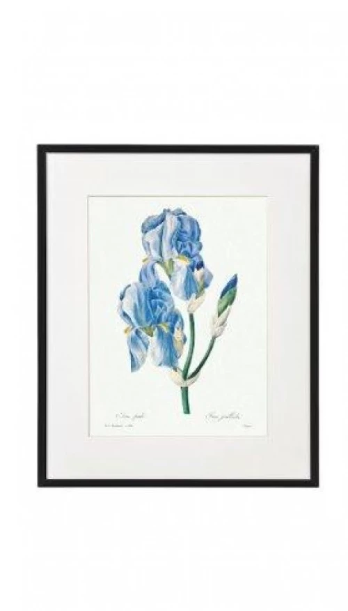 SiL  Постеры в рамах под стеклом в ассортменте, Цветы, 20X25X2.5 CM