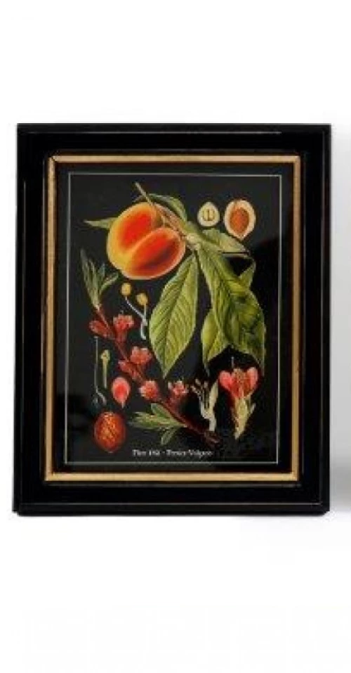 SiL  Постеры в рамах под стеклом в ассортменте, Фрукты на черном фоне, 20X25X2.5 CM