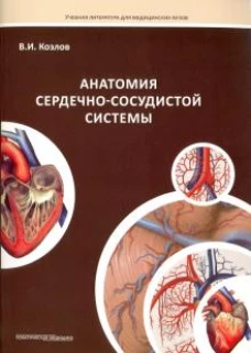 Анатомия сердечно-сосудистой системы