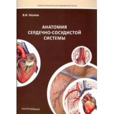 Анатомия сердечно-сосудистой системы