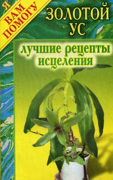 Золотой ус-  лучшие рецепты исцеления