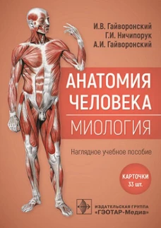 Анатомия человека. Миология. Карточки: наглядное учебное пособие. Гайворонский А.И., Гайворонский И.В., Ничипорук Г.И.
