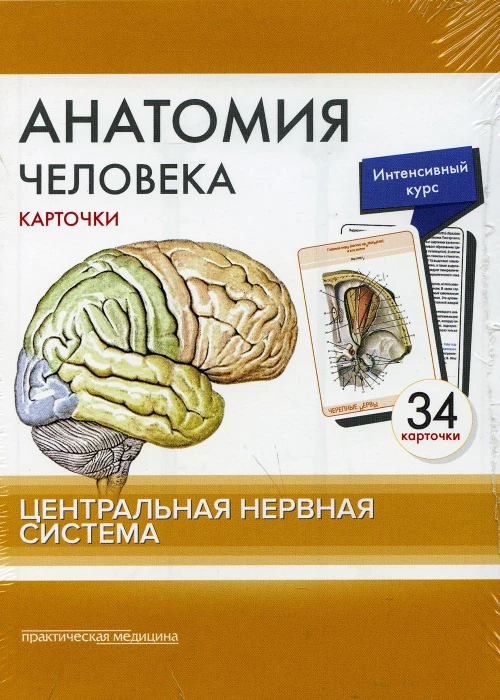 Анатомия человека: карточки. (34 шт). Центральная нервная система. Сапин М.Р., Николенко В.Н., Тимофеева М.О.