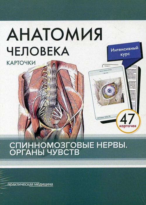 Анатомия человека: карточки. (47 шт). Спинномозговые нервы. Органы чувств. Сапин М.Р., Николенко В.Н., Тимофеева М.О.