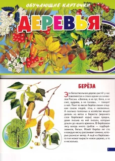 Карточки. Деревья