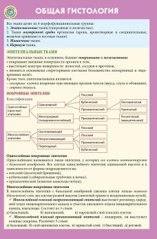 Новак Джокович. Жизнь и карьера великого чемпиона